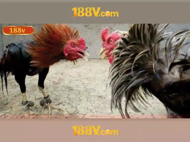 tại app 188v – Trải nghiệm đỉnh cao với 188v official